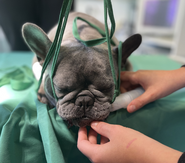 LA FRANCE DÉTIENT LE TRISTE RECORD DE L’EUTHANASIE ANIMALE EN EUROPE