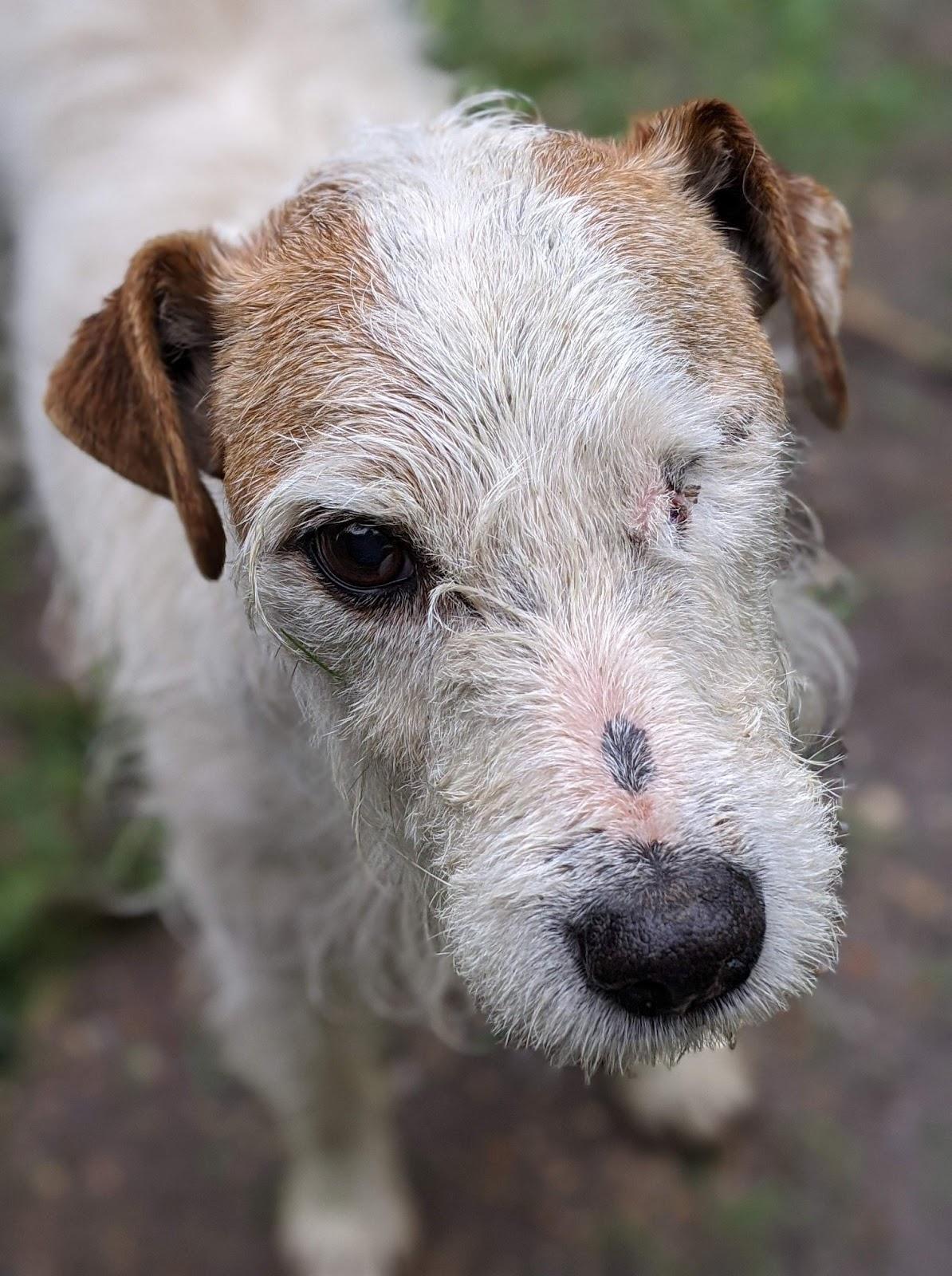 DANn - jack parson 14 ans  (11  ans de refuge) - Aide Vieux Animaux  à Cuy St Fiacre (76) Dan