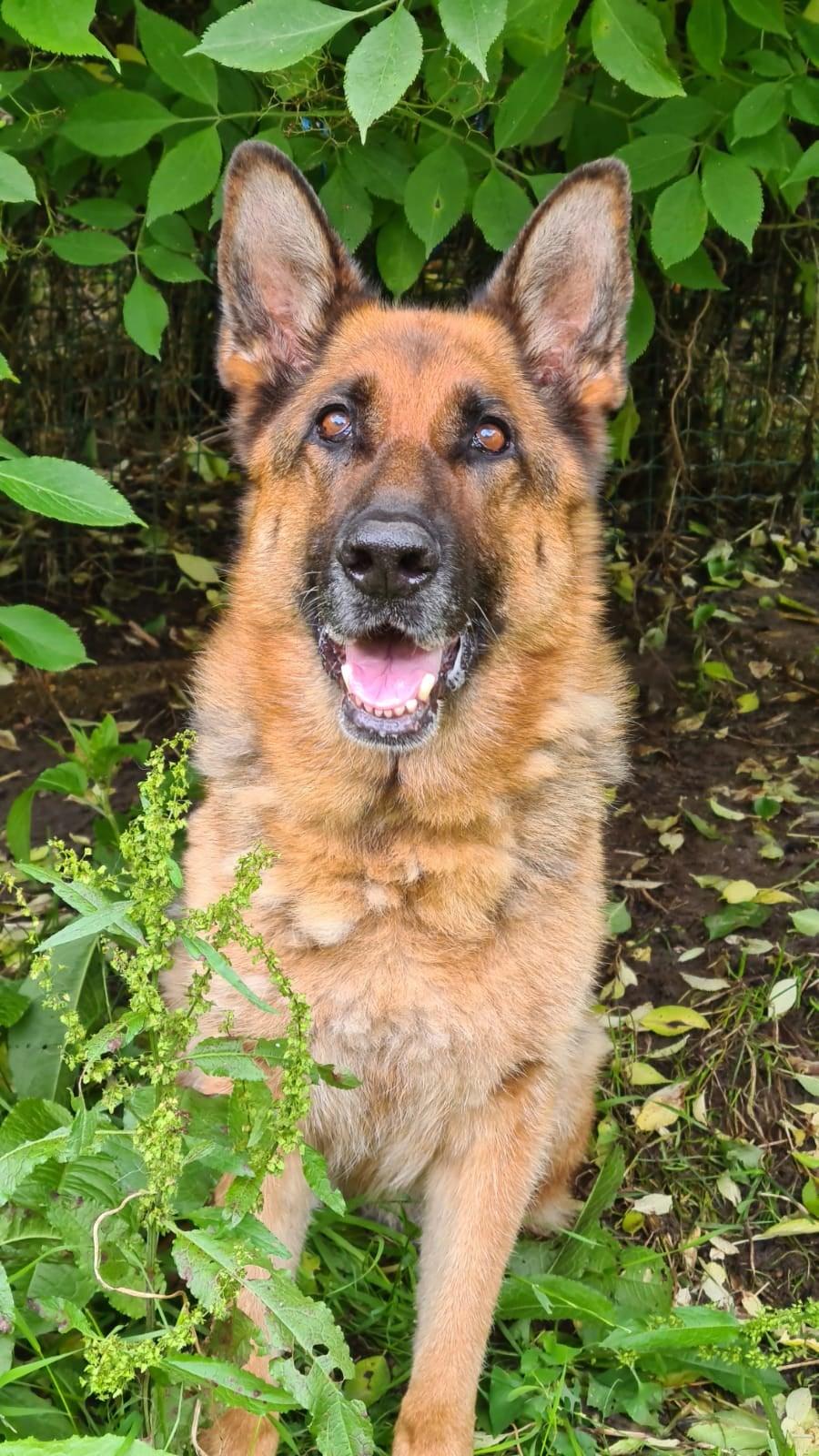 ISKA - berger allemand 8 ans - AVA à Cuy Saint Fiacre (76) Iska