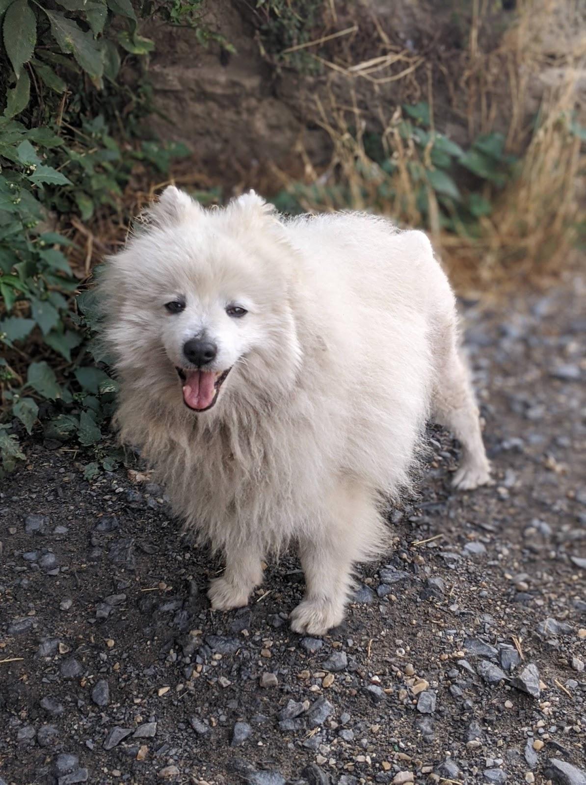 JACKSON - x spitz 13 ans - AVA à Cuy Saint Fiacre (76) Jackson