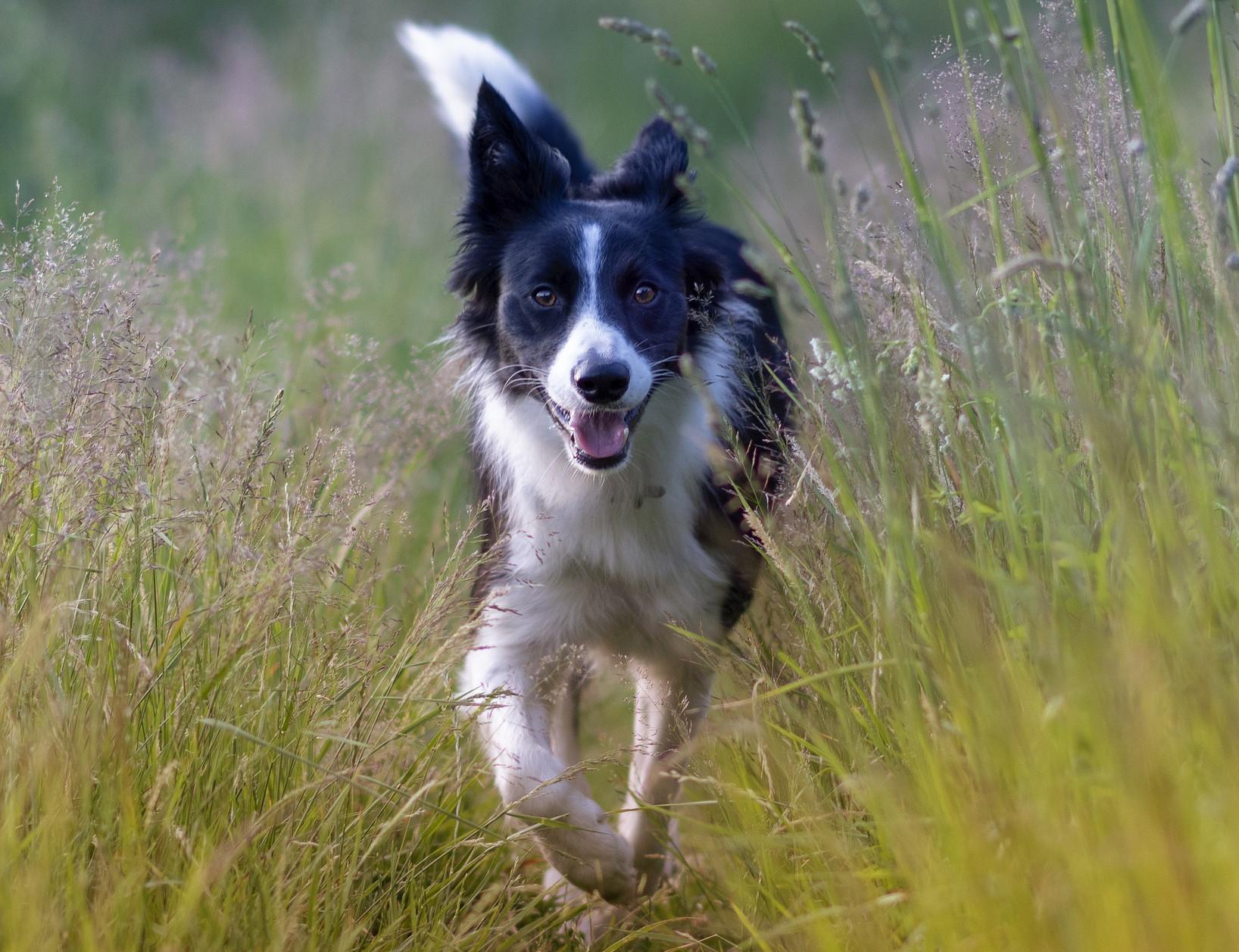 Le Border Collie, un chien agile et intelligent ! - Sciences et Avenir