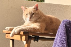 ROUMINET_featured_image