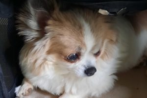 Opium_featured_image