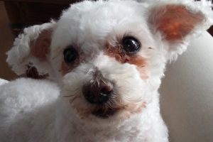 Sirius_featured_image