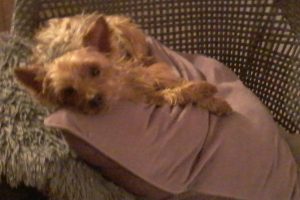 Dorothée_featured_image