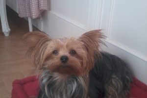 Helussy_featured_image