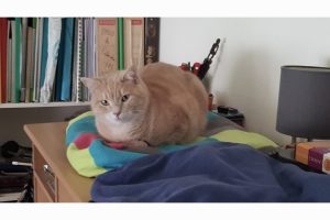 ROUMINET_featured_image