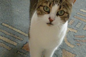 Clépâtre_featured_image