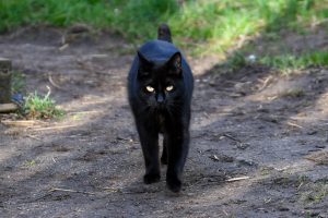 DJETTE chat