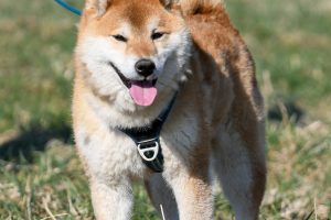 Foxy1