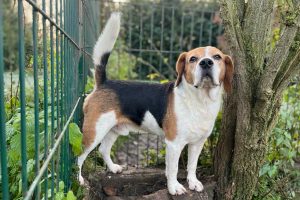 beagle à adopter