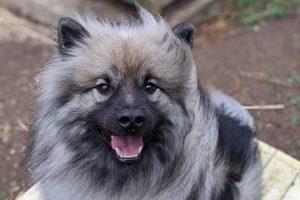 pixel