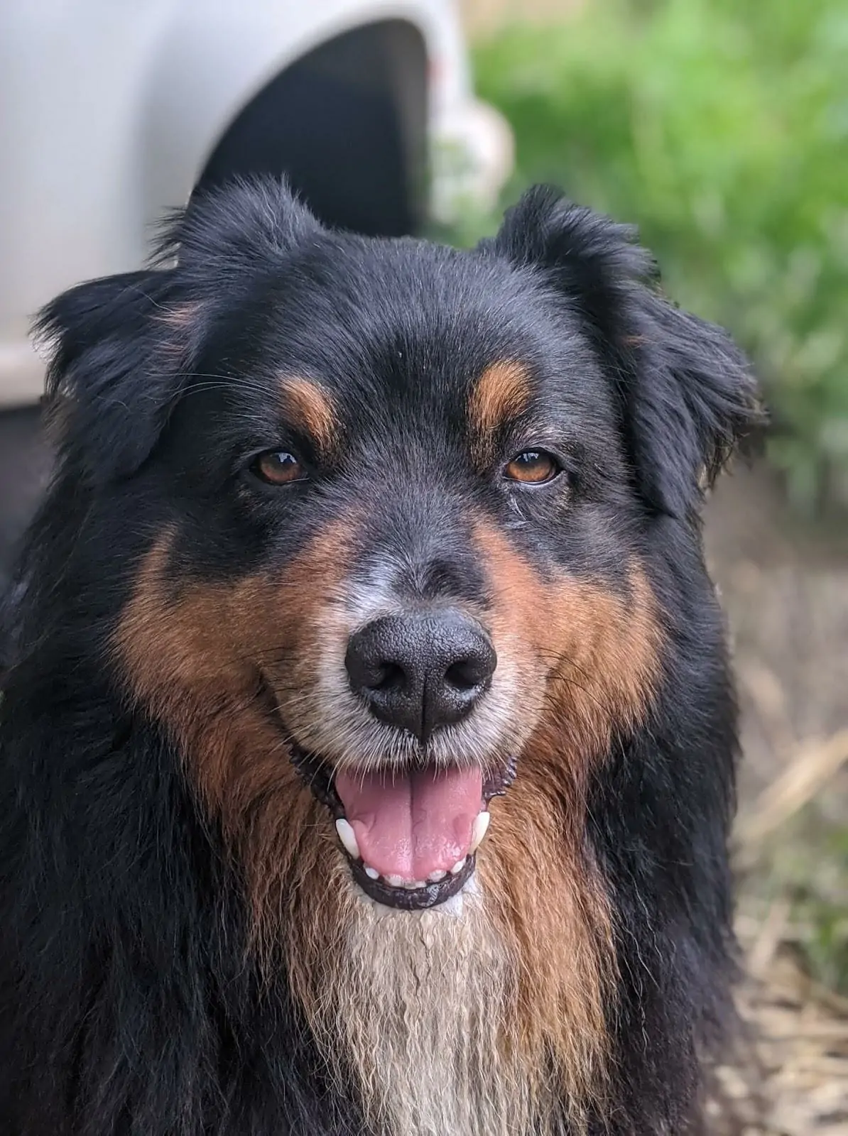 JUNGO - berger australien 7 ans - Agir pour la vie animale à Cuy Saint Fiacre (76) Jungo.jpg