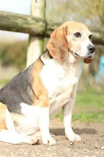 LOUTRE - beagle 12 ans (7 ans de refuge)  AVA à CuySaint Fiacre (76) Loutre.jpg