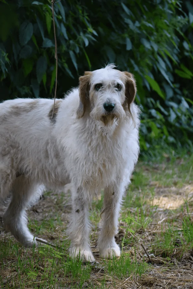 NOISETTE - x griffon 12 ans - Agir pour la vie animale à Cuy St Fiacre (76) Capture.png