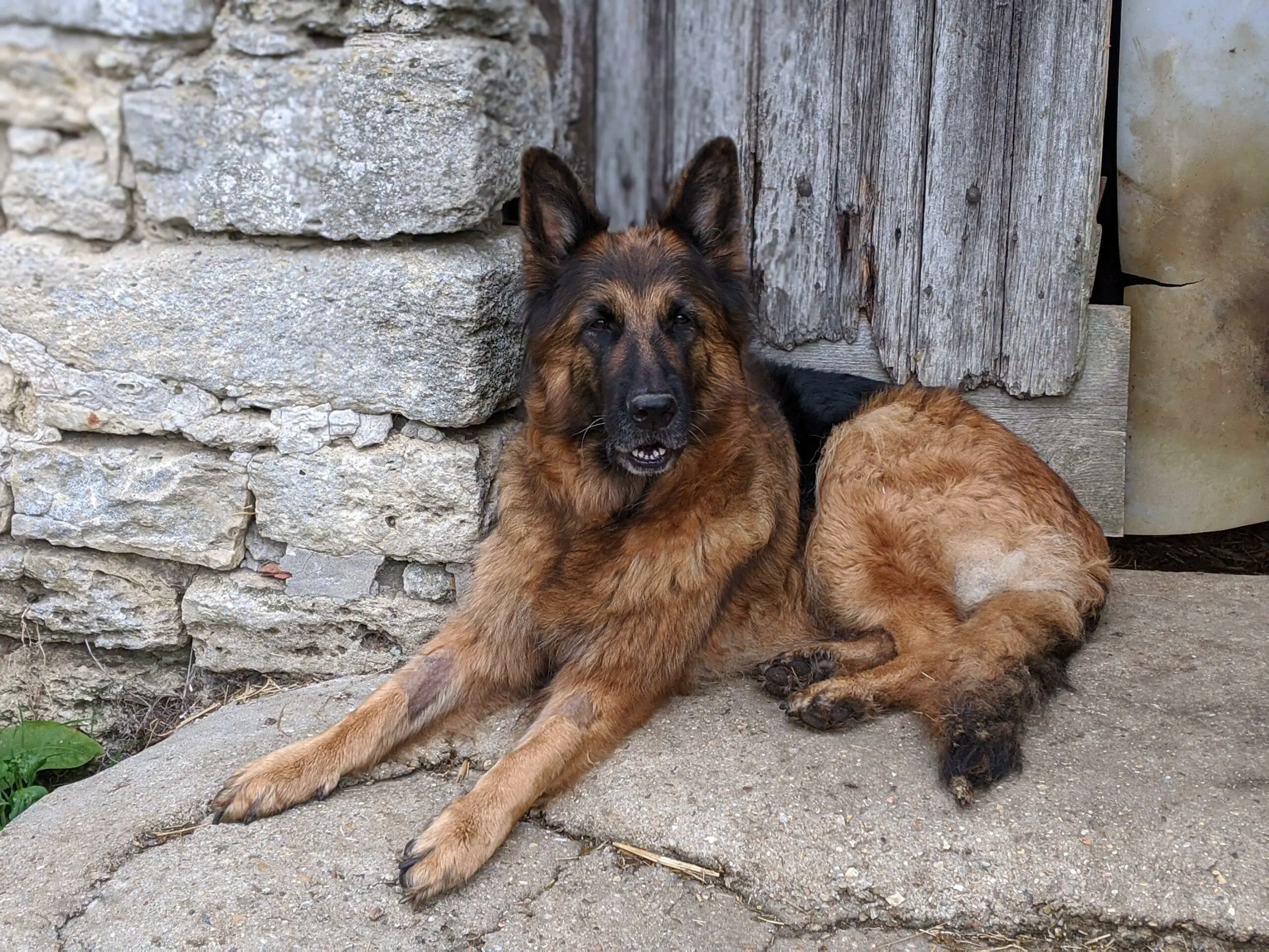 EVAa - berger allemand 9 ans - AVA à Cuy Saint Fiacre (76) EVA-scaled.jpg