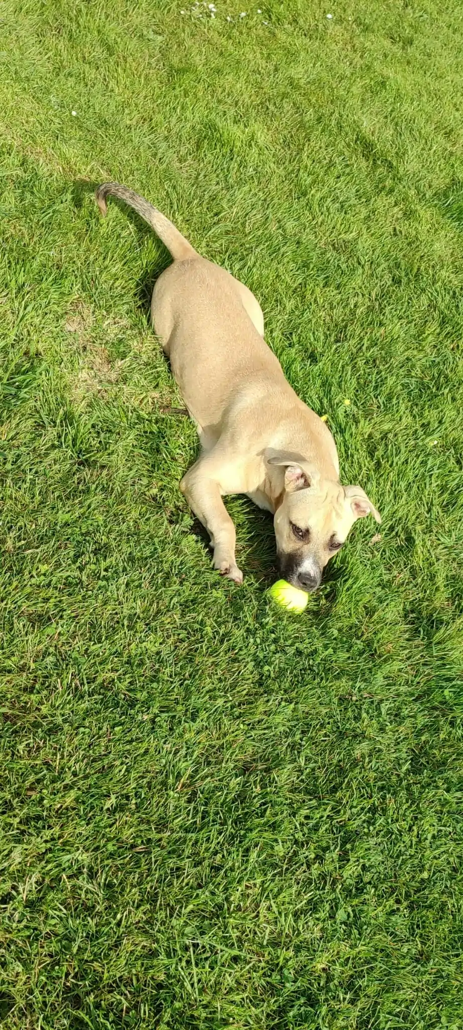 Savana